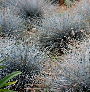 festuca glauca