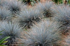 Festuca glauca