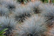 festuca glauca 4d vivai