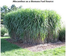 Miscanthus Gigantus