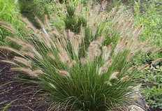 Pennisetum Alopecuroides