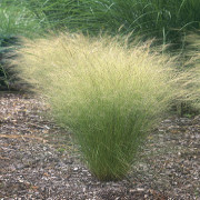 Stipa tenuissima